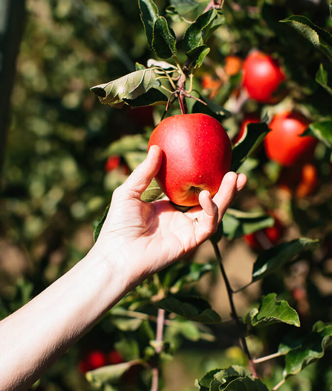 a hand holding a fresh red apple on an apple tree