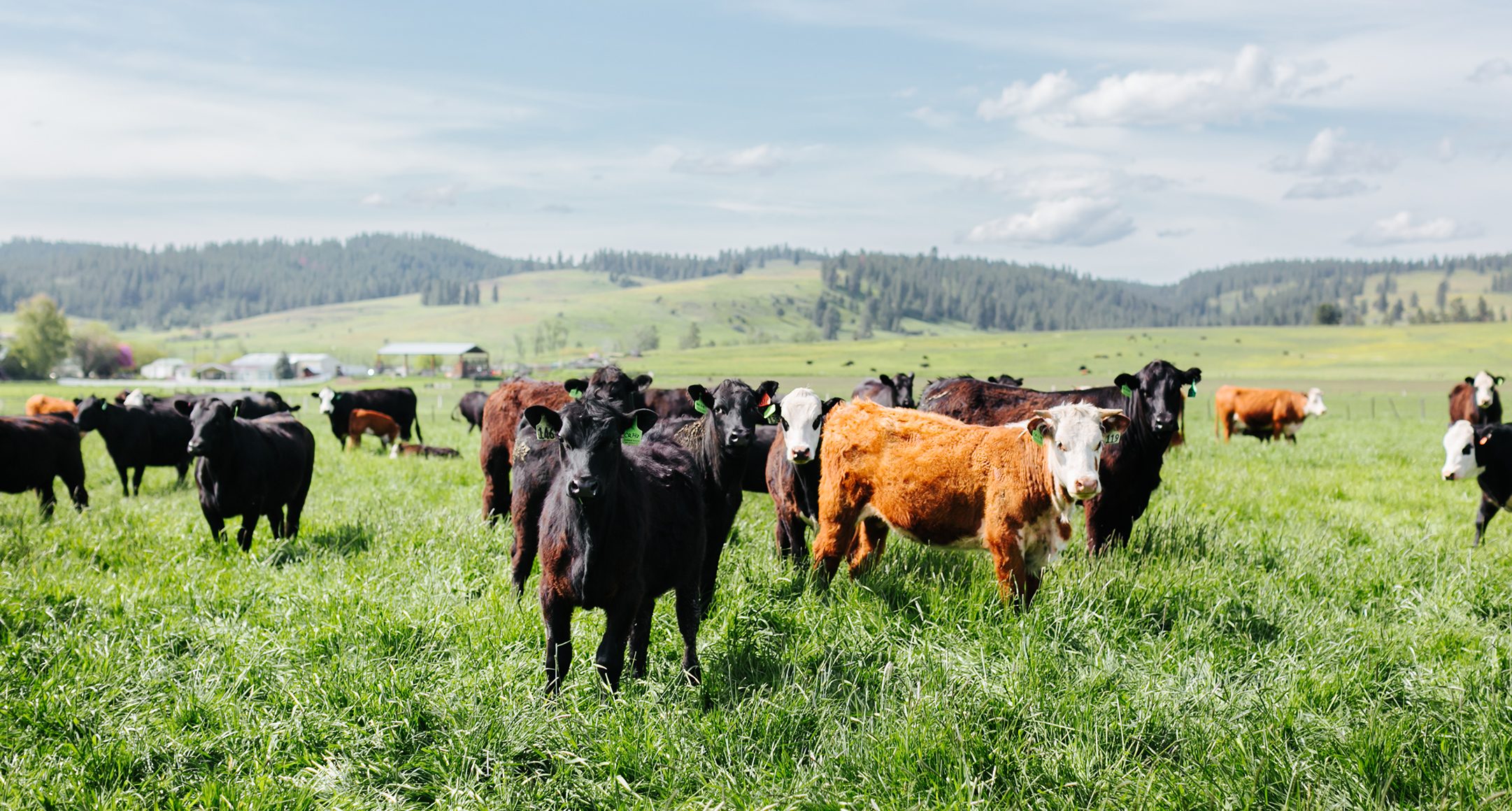 Carman Ranch humanely raised cattle grazing Oregon pasture 